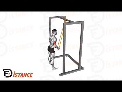 Exercice Extensions des Triceps avec élastiques