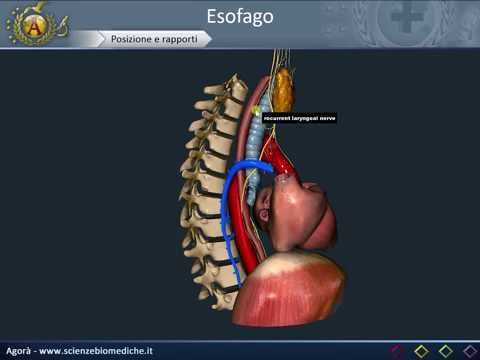 Apparato digerente 07: Esofago