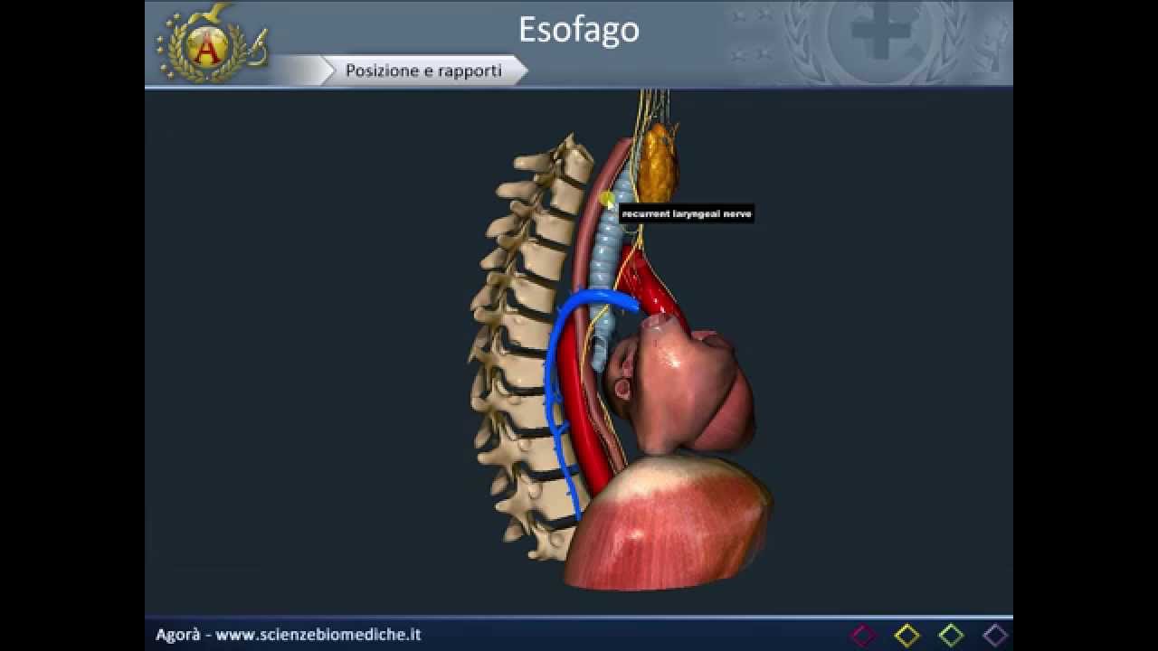 Apparato digerente 07: Esofago
