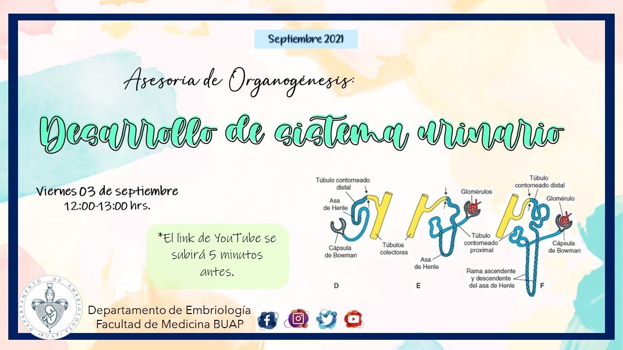 Desarrollo del Sistema Urinario I Laboratorio de Embriología BUAP