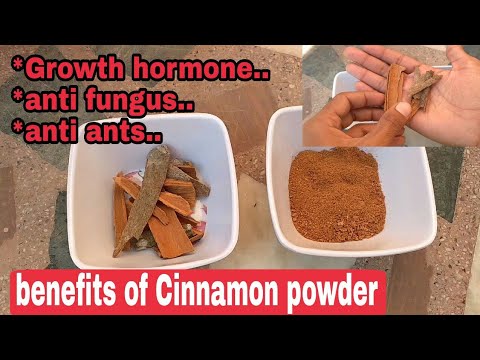 Benefits on plants of cinnamon powder, dalchini powder