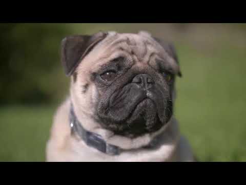 Rts Music Channel Lovely Dogs New