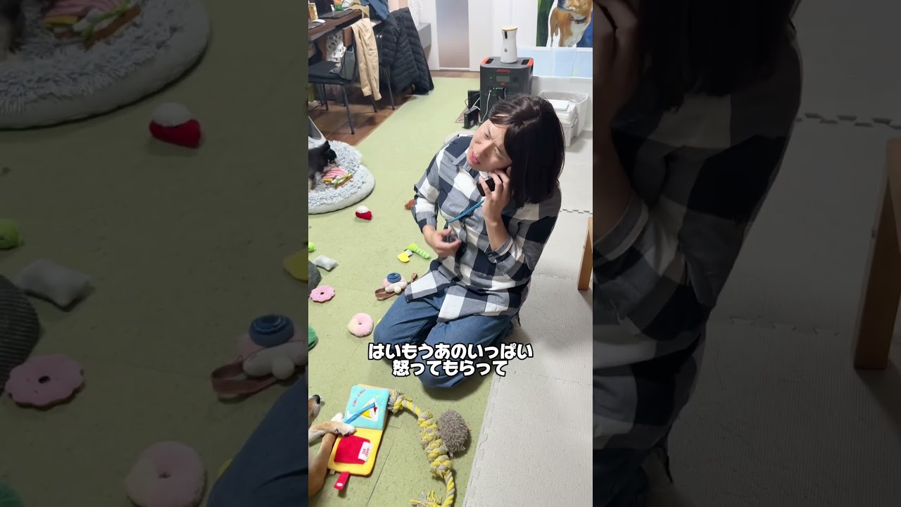 言うことを聞かない子供の対処法w #柴犬 #チワワ #shorts