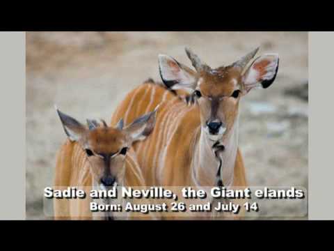 HZI 2009 Year in Review.mp4