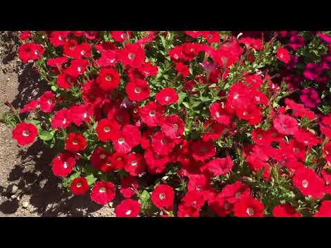 Видео о петунии Кларетта от Партнер
