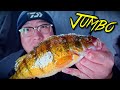 Video Thumbnail for Mid Winter Jumbo Perch Ice Fishing (Underwater Action)