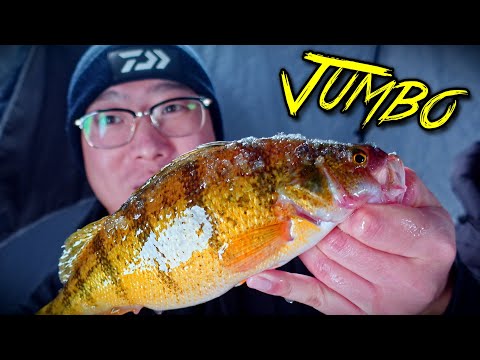 Mid Winter Jumbo Perch Ice Fishing (Underwater Action)