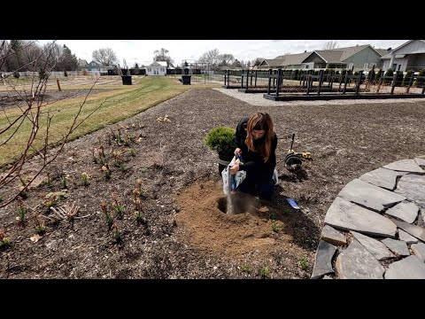 , title : 'Planting Evergreens, Shrubs & Perennials! 🌲🌿🌸 // Garden Answer'