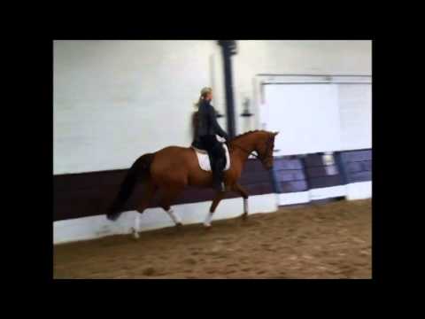 "BELISSIMA" 4 J. St. von Blickpunkt - Ehrentusch -  VB 4.000,- Euro - FOR SALE-