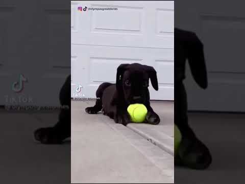 great dane puppy to full grown😎//great dane puppies//great dane dog//great dane tiktok//