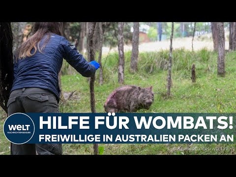 AUSTRALIEN: Tödliche Krankheit bedroht Wombats – Freiwillige kämpfen für ihr Überleben