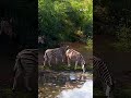 Zebras Come For A Drink #zebra #wildlife #animals #shorts #africanwildlife #nature