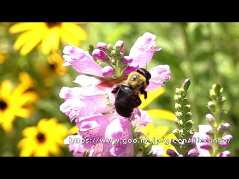 クマバチの吸蜜　CARPENTER BEE