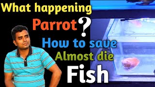 How to Save almost die fish || save Parrot Fish || save die Fish's || How to save fish from dying