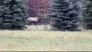 preview picture of video 'Elk Near Winslow Hill Road, Benezette, Pennsylvania'