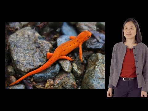 Elly Tanaka (IMP and VBC) 1: Axolotl Limb Regeneration