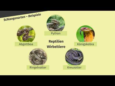 Schlangen – Ringelnatter und Kreuzotter  einfach erklärt | sofatutor