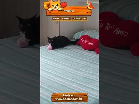 Vídeo de Pretinha