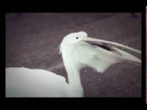 Pelican drowns a pigeon and swallows it whole!