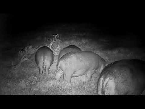 Djuma: Four Hippos going on to Open Area to graze - 00:02 - 06/27/2022