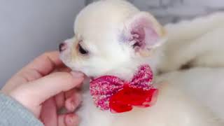 チワワ（スムース）の動画01