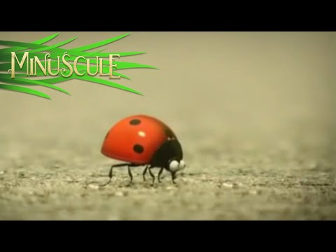 Minuscule – Best Of Ladybug / Best Of Coccinelle