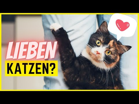 Können Katzen Menschen lieben?