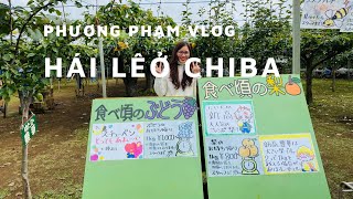 Hái những trái lê căng mọng tại Chiba