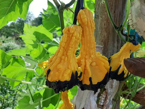 Growing Gourds - Part 1