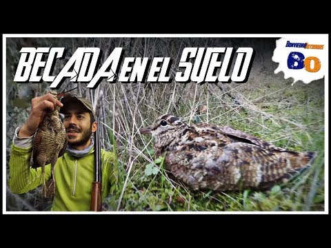 Caza de BECADAS ASESINAS ¡Qué DOLOR!