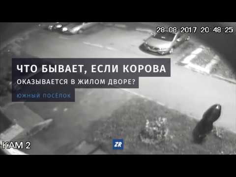 Корова с урной на голове повредила авто