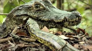 Anaconda Observing a Crocodile to Attack
