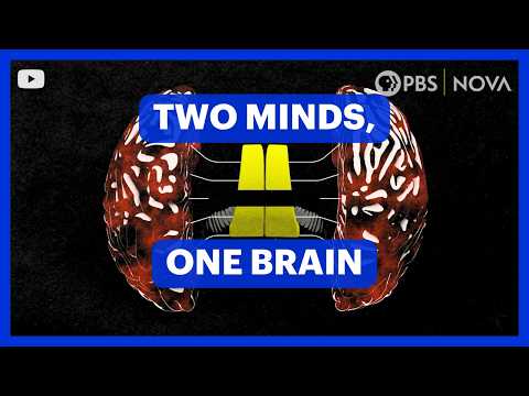 Your Brain Has Two Minds | NOVA | PBS