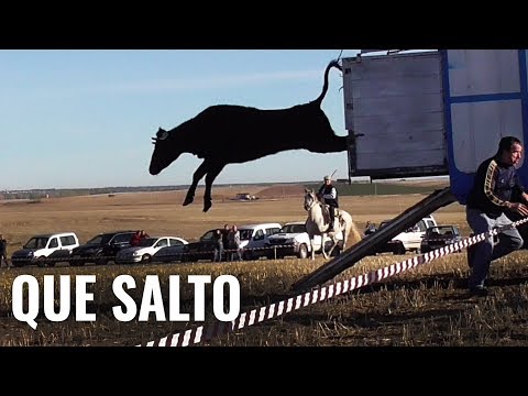 ¡QUÉ SALTO! Escarabajosa 2019