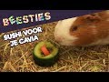DIY: Heerlijke sushi voor jouw favoriete cavia! | Beesties