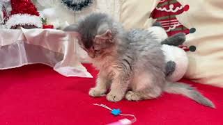 ソマリの動画01