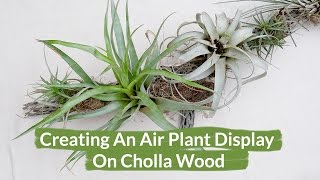 Creating An Air Plant Display On Cholla Wood