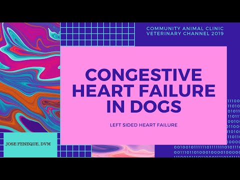 Veterinarian Explains: Congestive Heart Failure In Dogs| Left-Sided Heart Failure| Jose Feneque, DVM