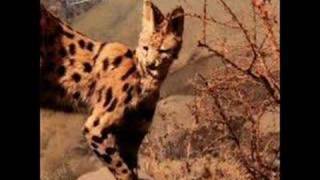 Heinrich Maneuver  By Interpol