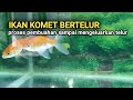 Ciri Ikan Hias Akan Bertelur