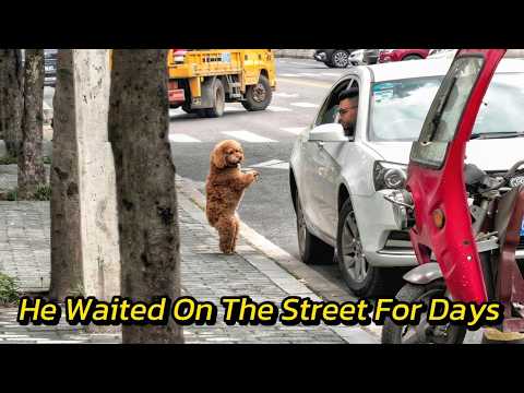 Dog Chased Every Car Thinking It Was His Owner (Emotional Rescue)