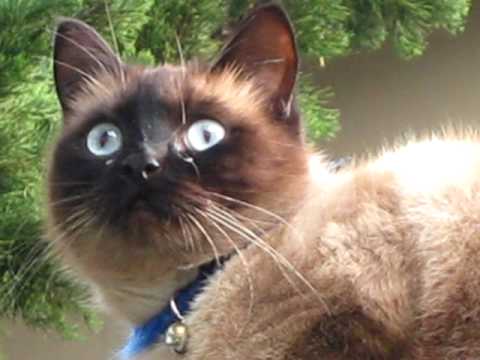 MVI_7725.AVI saki the Siamese cat on fence with closeups