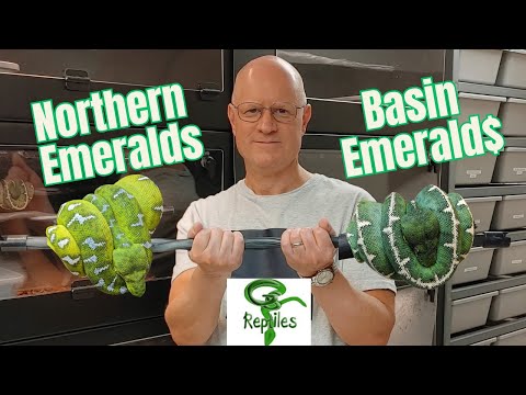 Why a HUGE $$$ Difference Between Amazon Basins & Northern Emeralds?