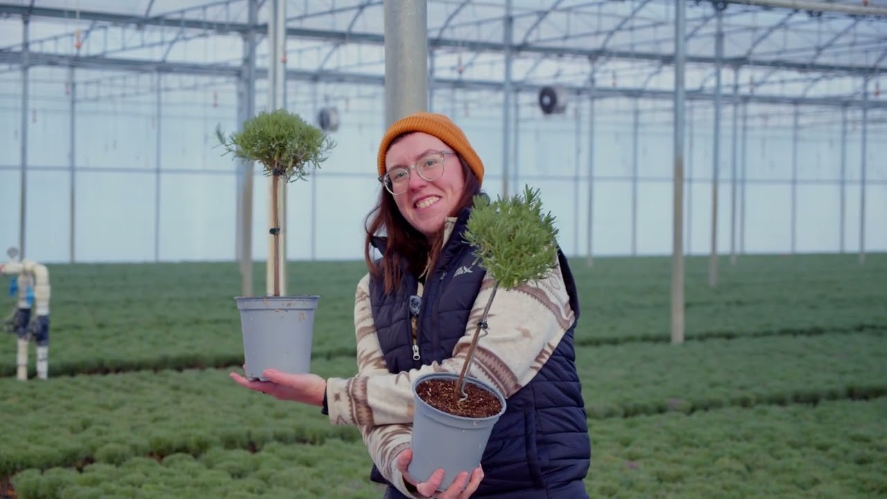 Product Highlight: Lavender Trees