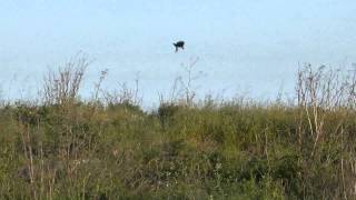 Red-Winged Blackbird Defends Nest Against Raiding Crow