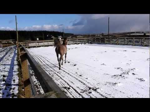RIOSCOCIA Carradale Arabians
