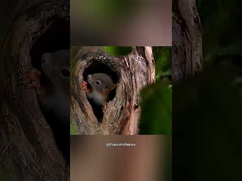 Essa Mamãe Esquilo é uma Guerreira 🐿❤️