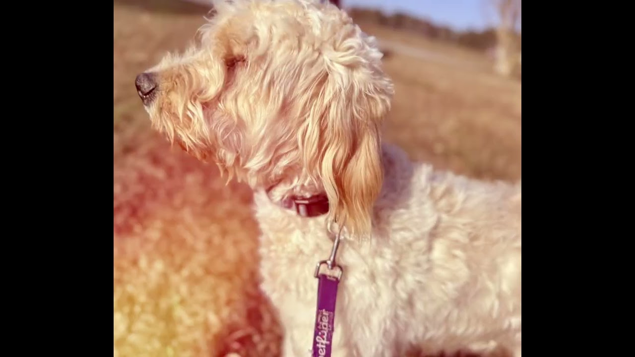 Enlarge Roxie - PyreDoodle, an adopted mixed breed in Spartanburg, SC video 6/6