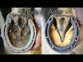 SATISFYING HORSE HOOF RESTORATION