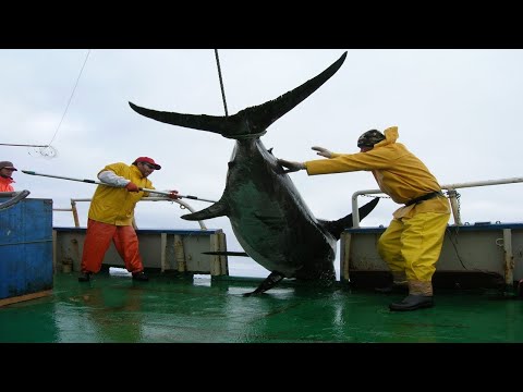 Most Satisfying Giant Swordfish Fishing Videos - Big Catch Swordfish Strongest on The Sea